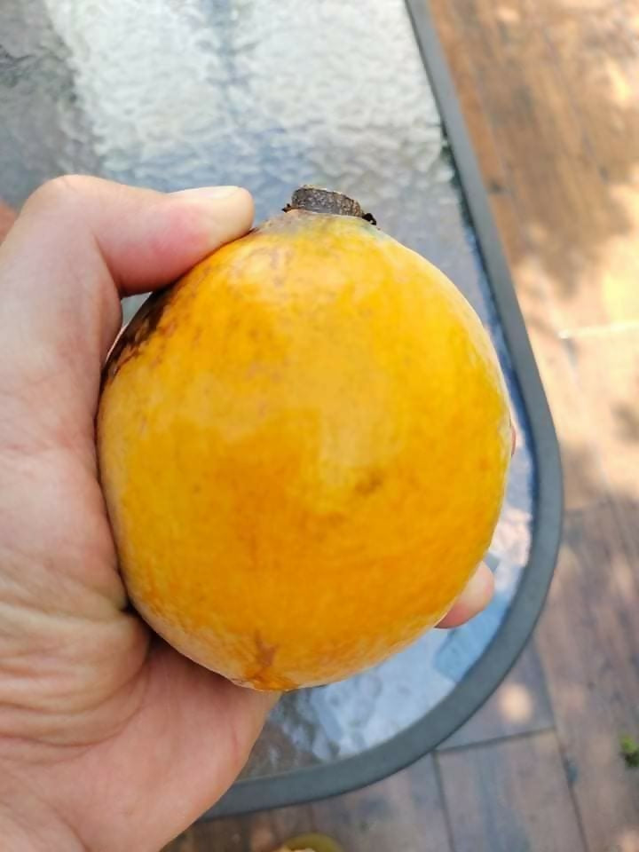 Gogo Fruit Plant (Salacia macrophylla)