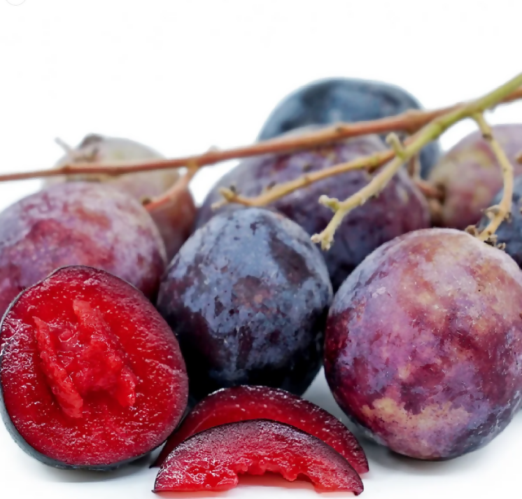 Davidson's Plum Fruit Plants (Davidsonia Pruriens)