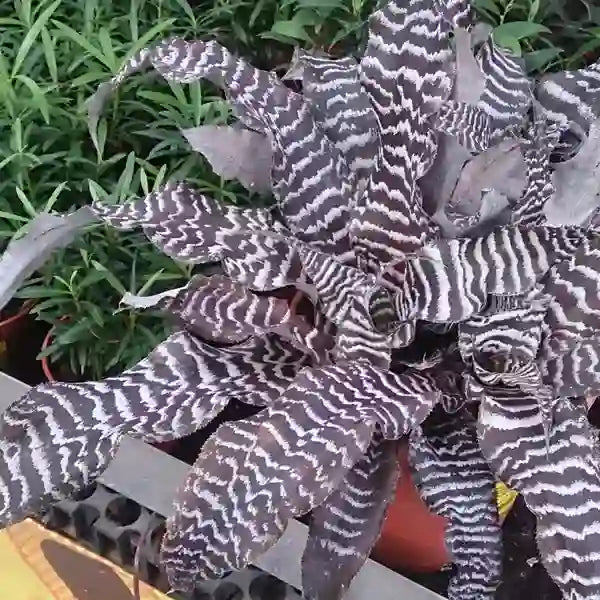 Cryptanthus zonatus