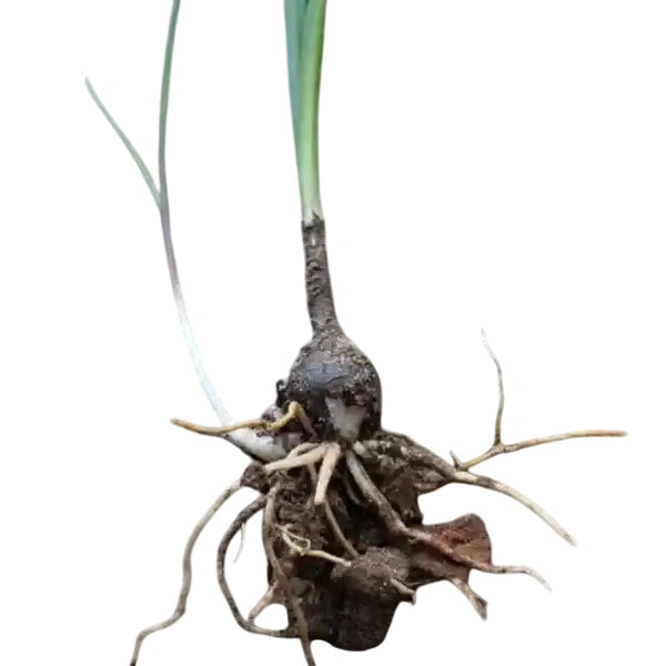 Zephyranthes Carinata , Rain Lily Big light Pink - Blub