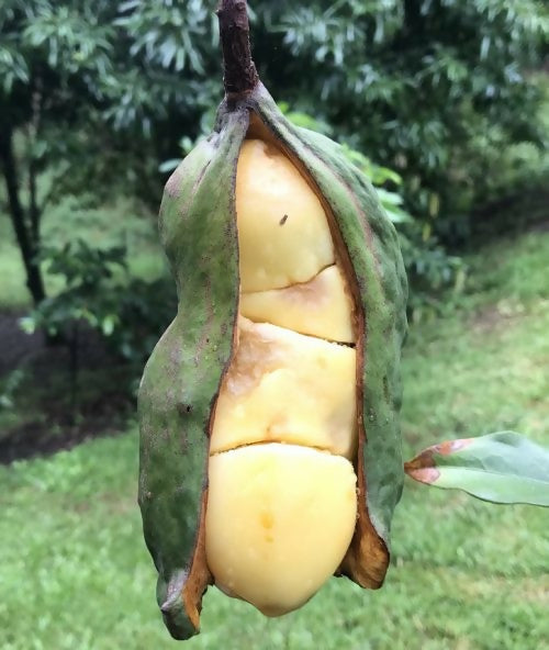 Kola Nut Plants (Cola Acuminata)