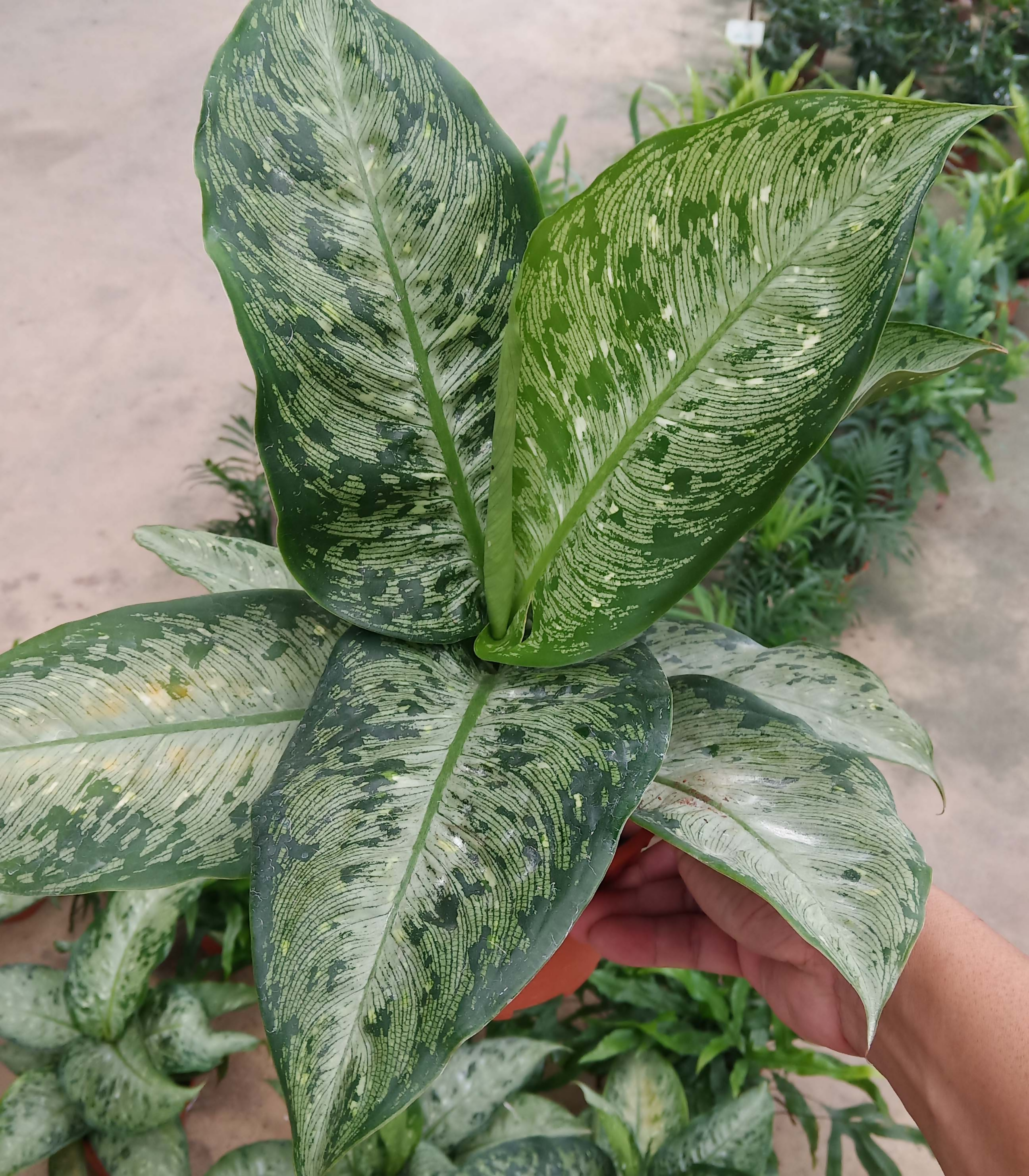 Dieffenbachia silver cloud