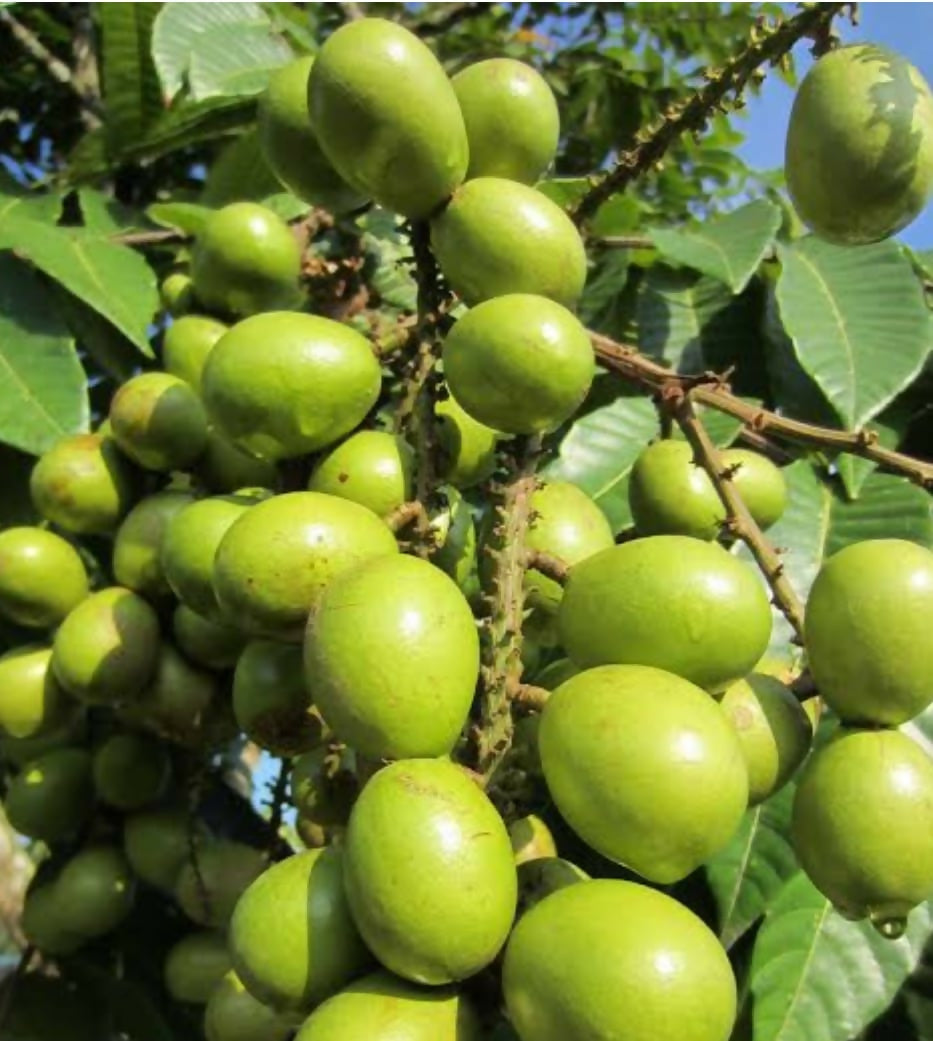 Green Matoa – Live Grafted Exotic Fruit Tree - Keyfarm Wayanad