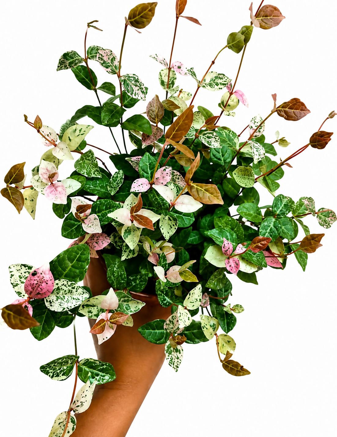 Asiatic Jasmine