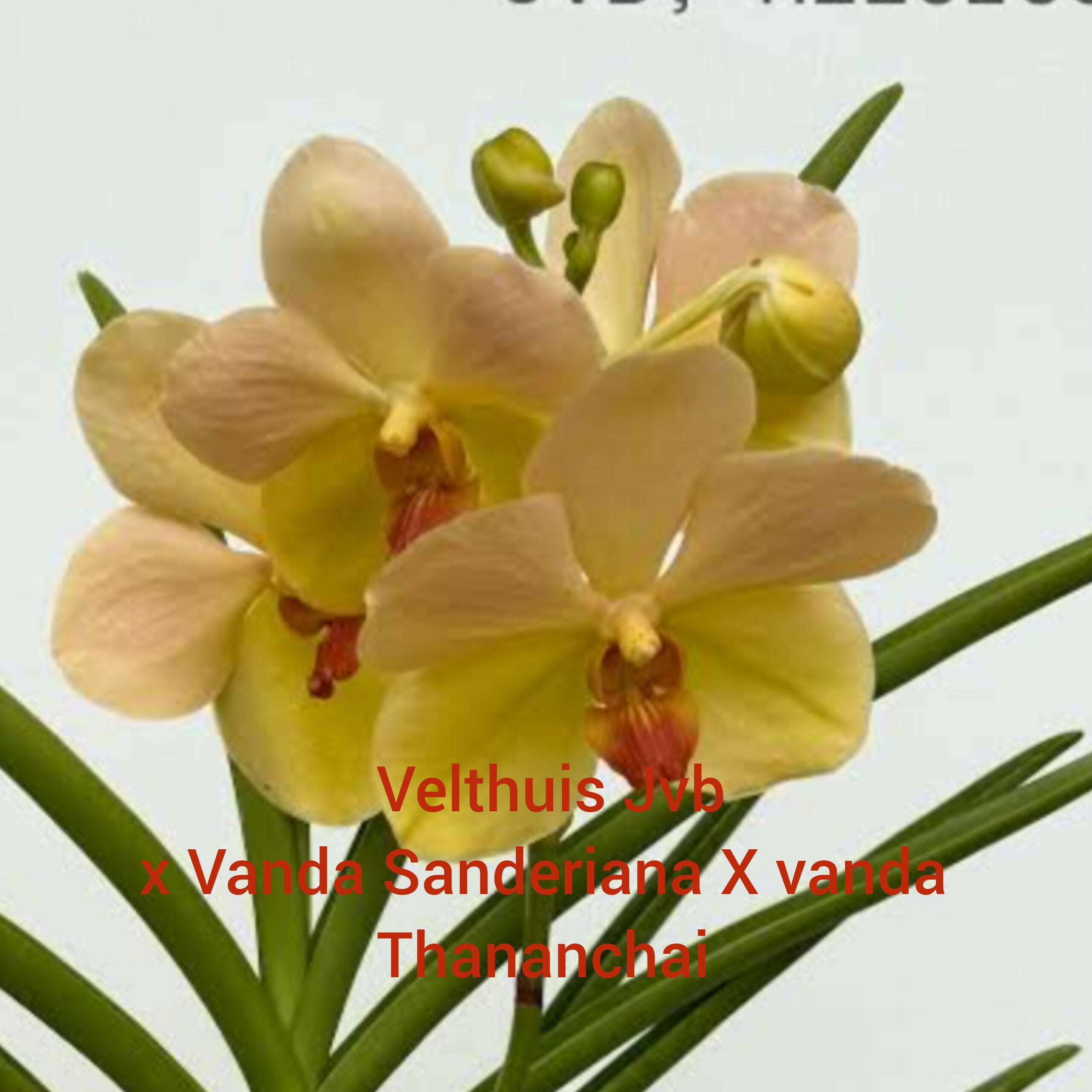 Velthuis jvb x sanderiana tereted vanda