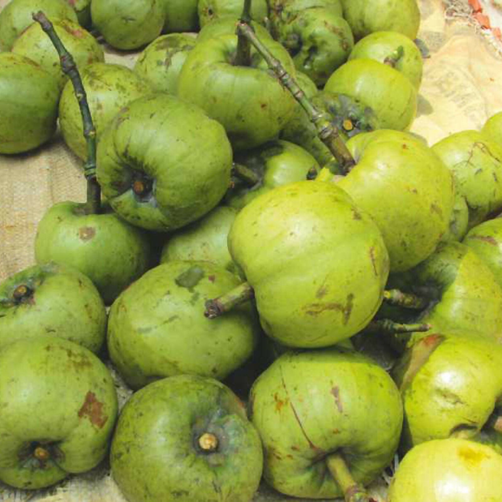 Bor-Thekera Fruit Plants (Garcinia Pedunculata)