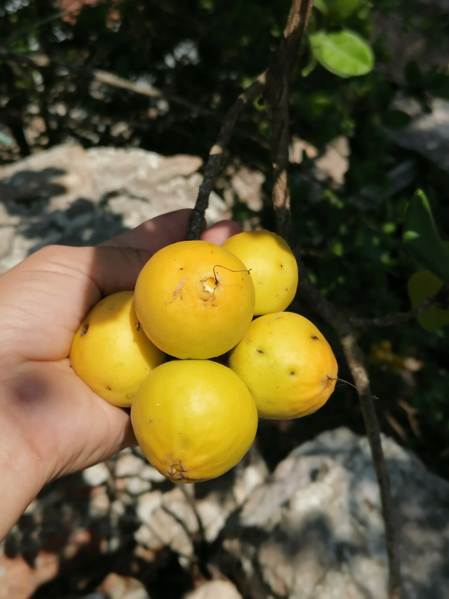 Ziricote Fruit Plant (Cordia dodecandra)