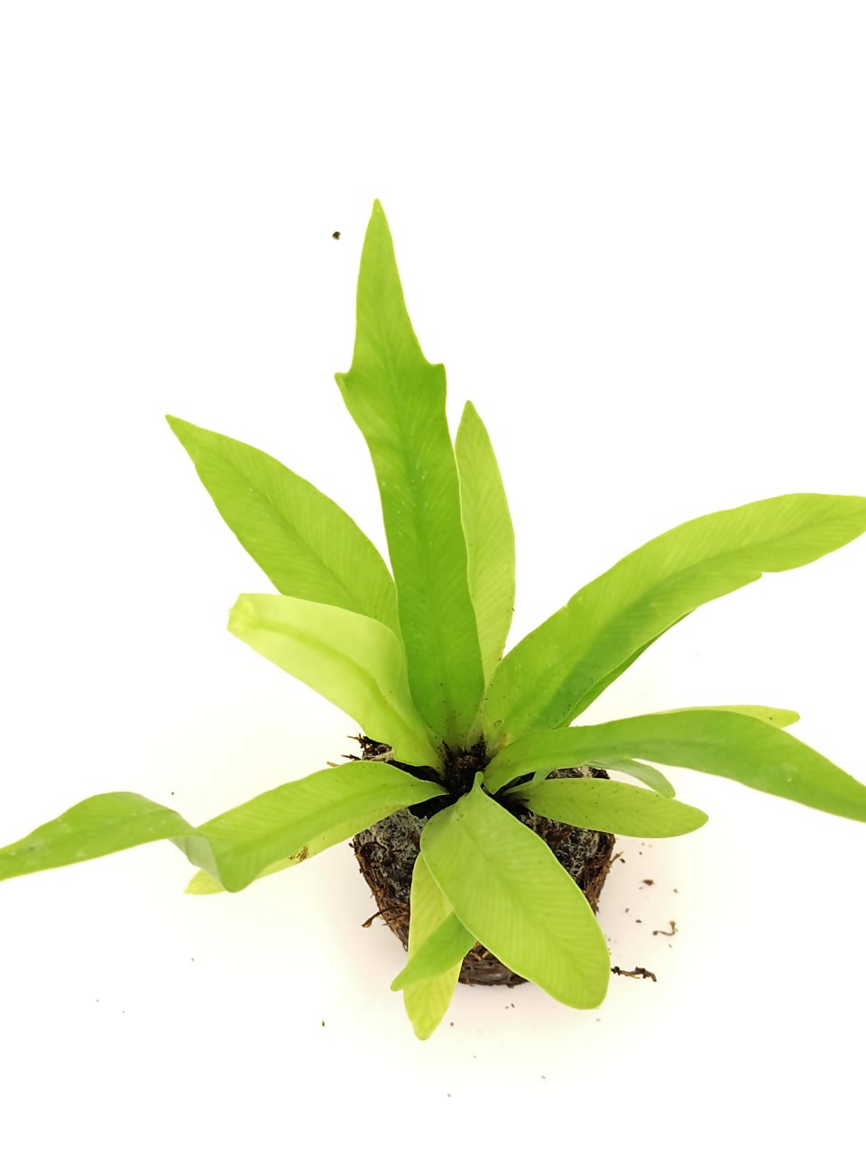 Asplenium antiquum 'Gioia'