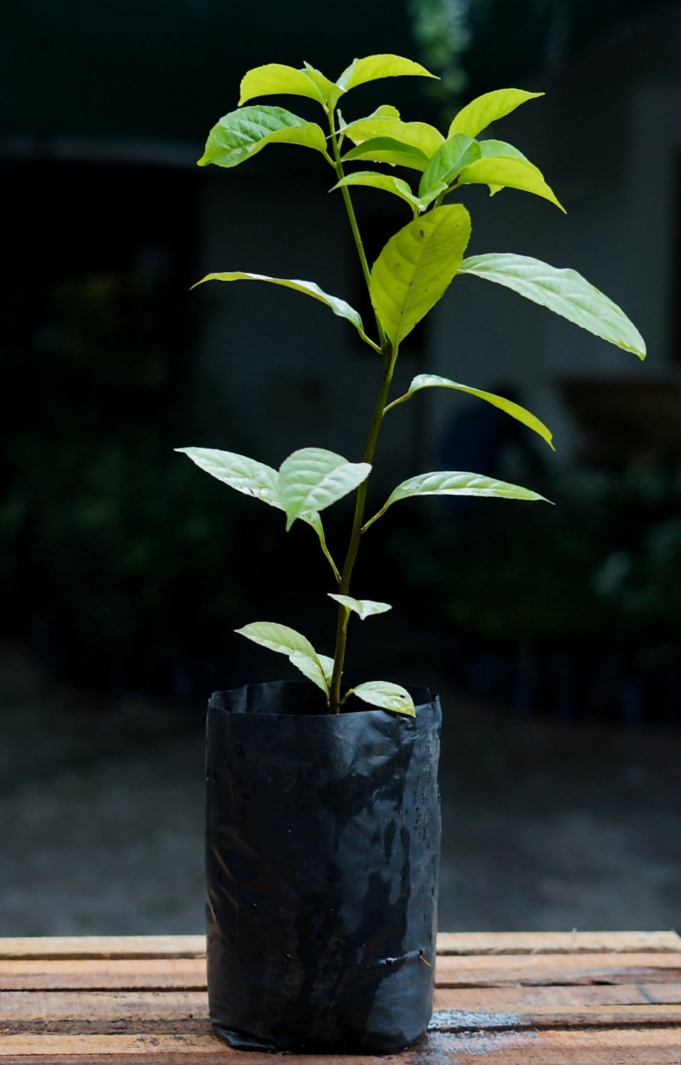 Rollinia Fruit Plants (Rollinia Deliciosa)