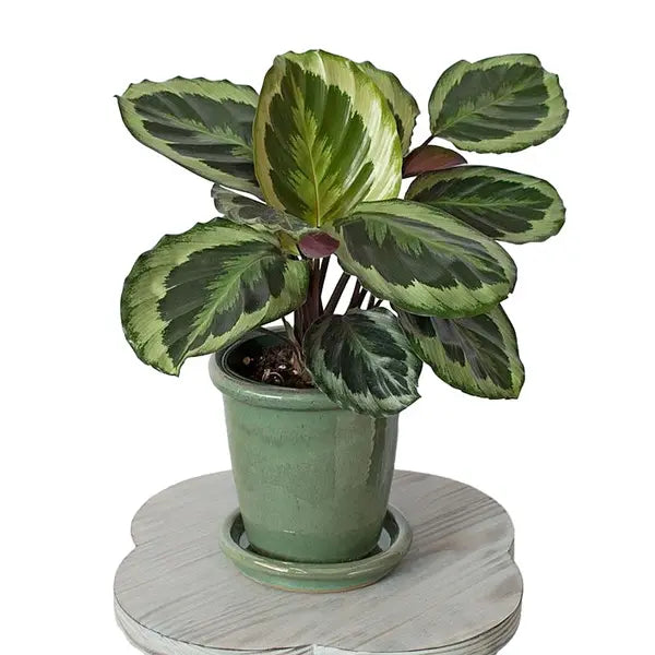 Calathea Roseopicta Marion - Rare