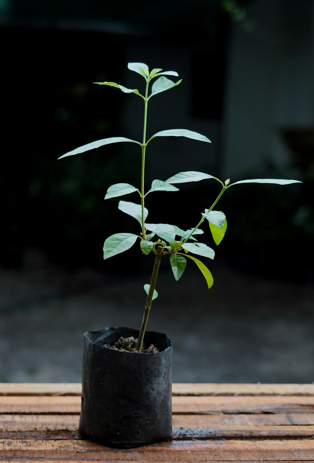 Black Berry Jam Fruit Plants (Randia Formosa)