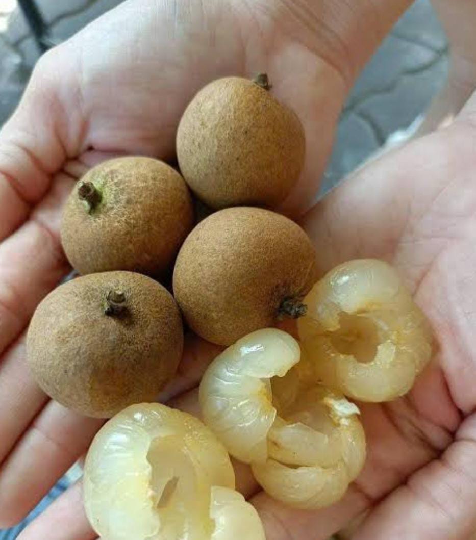 Bapcai Longan Fruit Plant - Commercial Variety - Keyfarm Wayanad