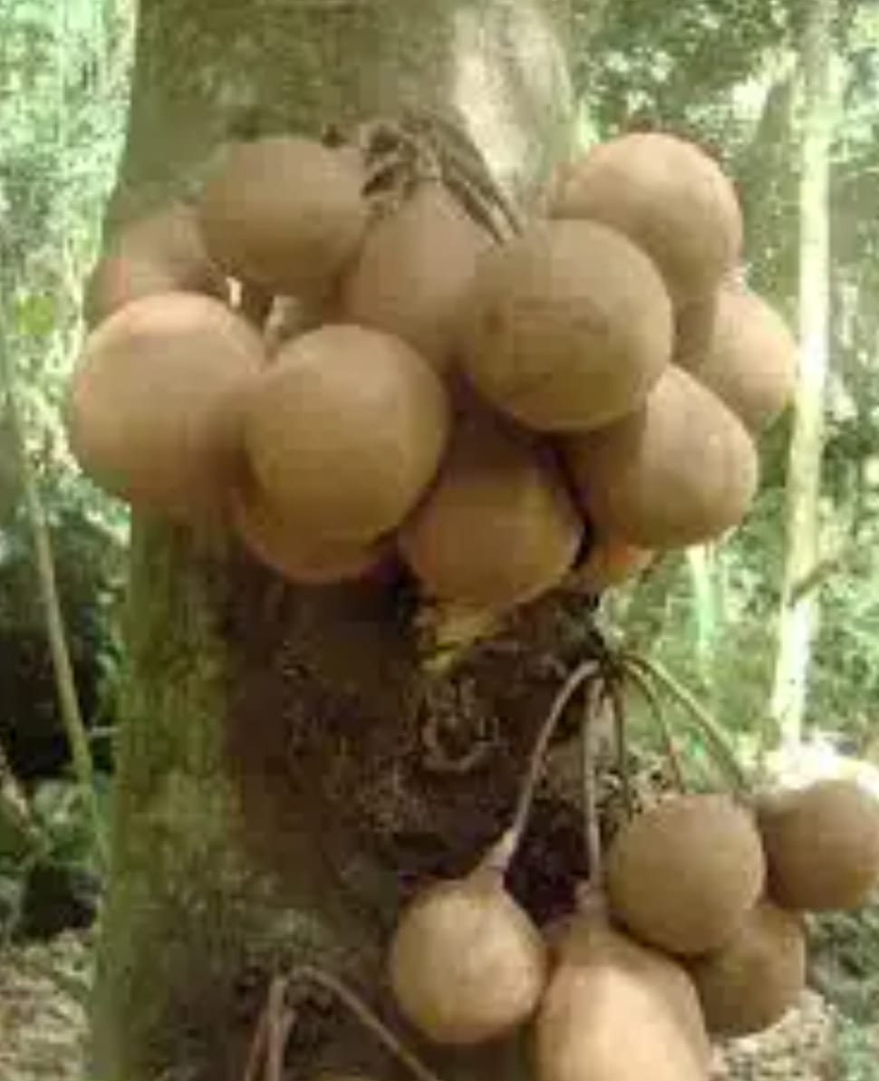 Kepel Fruit Plant - Exotic Tropical - Keyfarm Wayanad