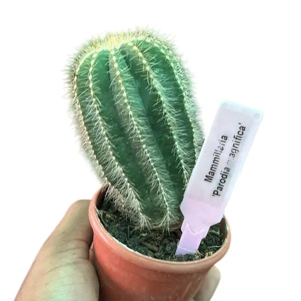 Mammillaria Parodia Magnifica