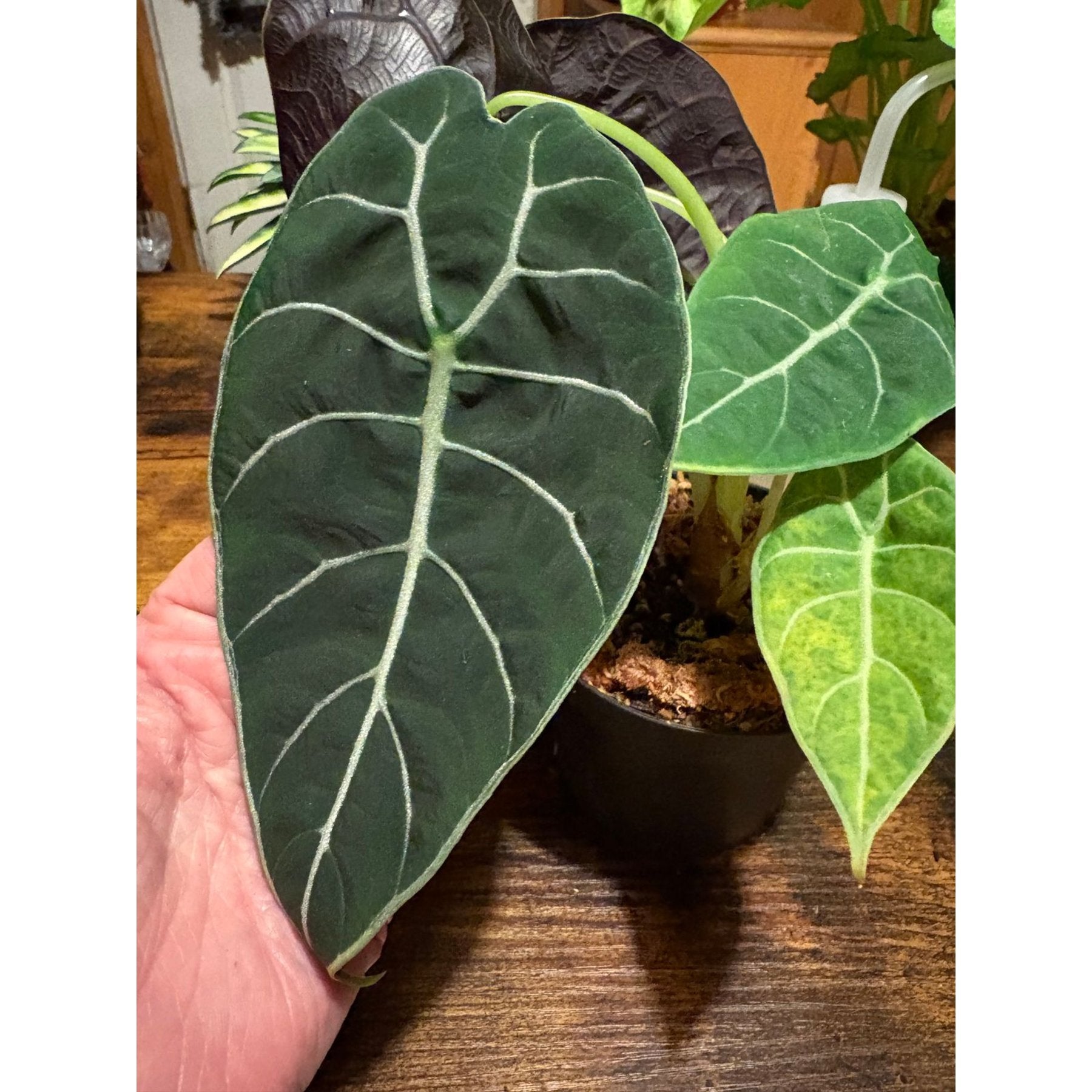 Alocasia Watsoniana live plant Aloevera Greens view 3 buy online Foliages.in