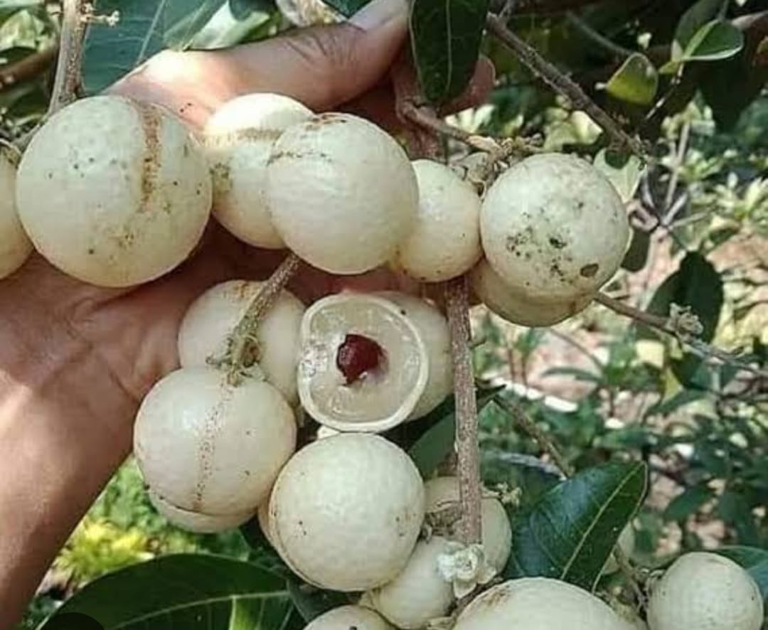 White Longan Fruit Plant - Live Tree - Keyfarm Wayanad