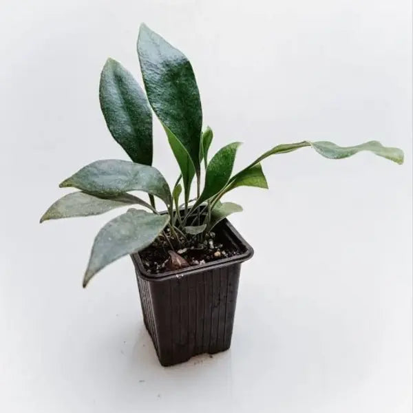 Microsorum Siamensis (Blue Iridiscent Fern) - Rare