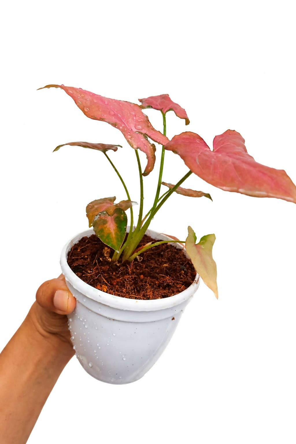 Syngonium Pink Perfection