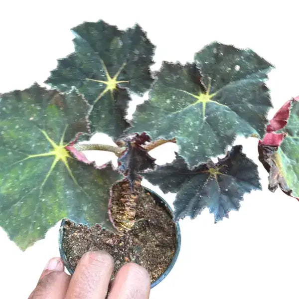 Begonia Rex Black Velvet