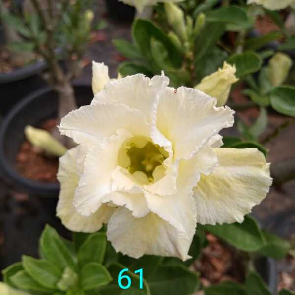 Adenium Plant-61