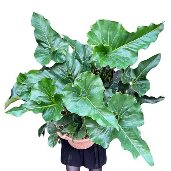 Anthurium Brownie leaf details and texture – healthy indoor plant
