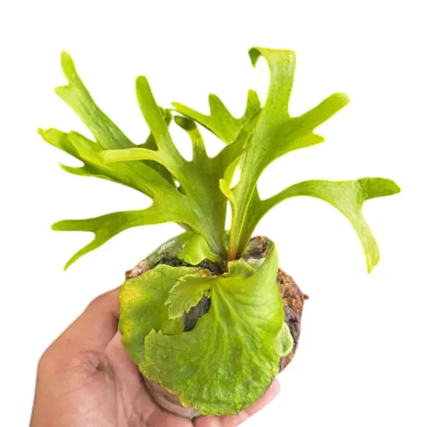 Platycerium Ridleyi - Rare Fern