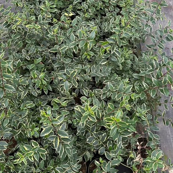 Metrosideros excelsa Variegated