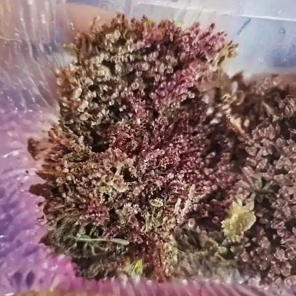 Red Moss for Terrarium - Rare