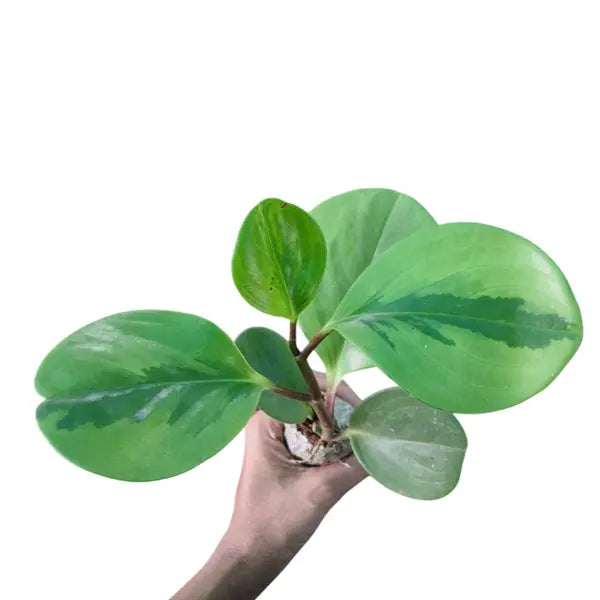 Baby Rubber Plant Lemon Lime, Pepperomia Obtusifolia