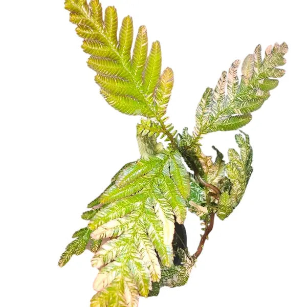 Selaginella Siamensis Orange Variegated