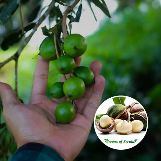 Macadamia Nut Plant - Premium Nut Tree - Keyfarm Wayanad