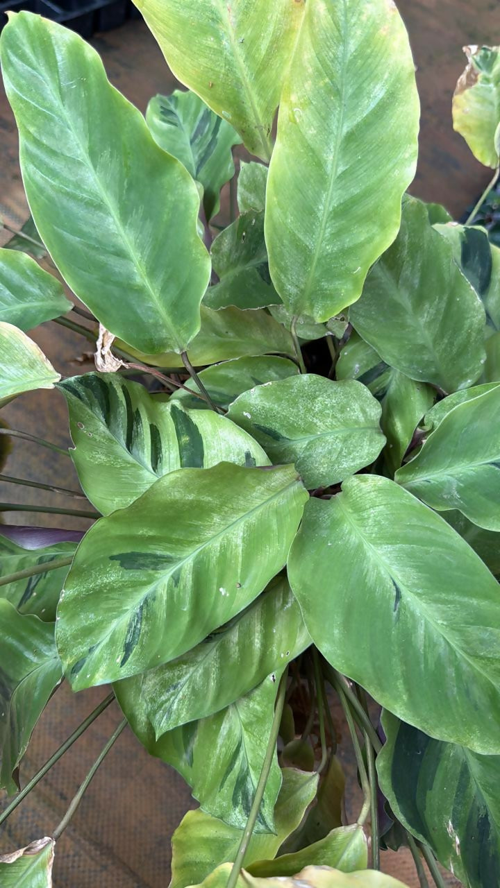 Calathea Green fusion- Jiffy Sized – Live Healthy Plant – Tharappel Nursery – Foliages India