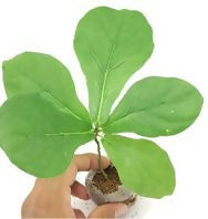 Ficus Lyrata Big leaf