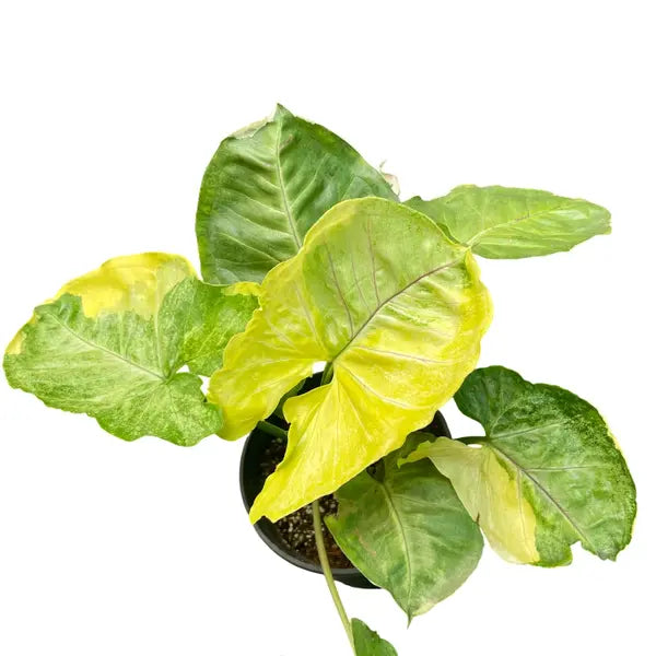 Syngonium Orm Thong, Mango Allusion Variegated - Super Rare