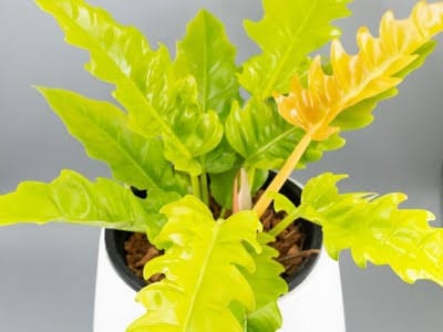 Philodendron Ring Of Fire Gold leaf details and texture – healthy indoor plant
