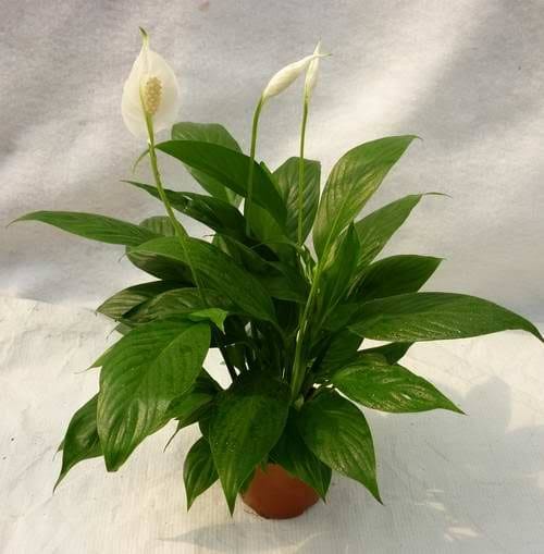 Spathiphyllum Mojo healthy live foliage plant – Foliages India