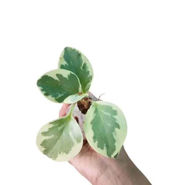 Baby Rubber Plant yellow