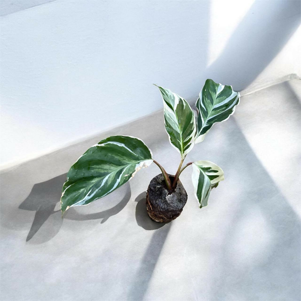 Calathea/ Marantha combo