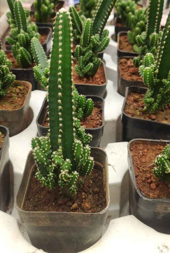 Triangle Cactus (Acanthocereus tetragonus)