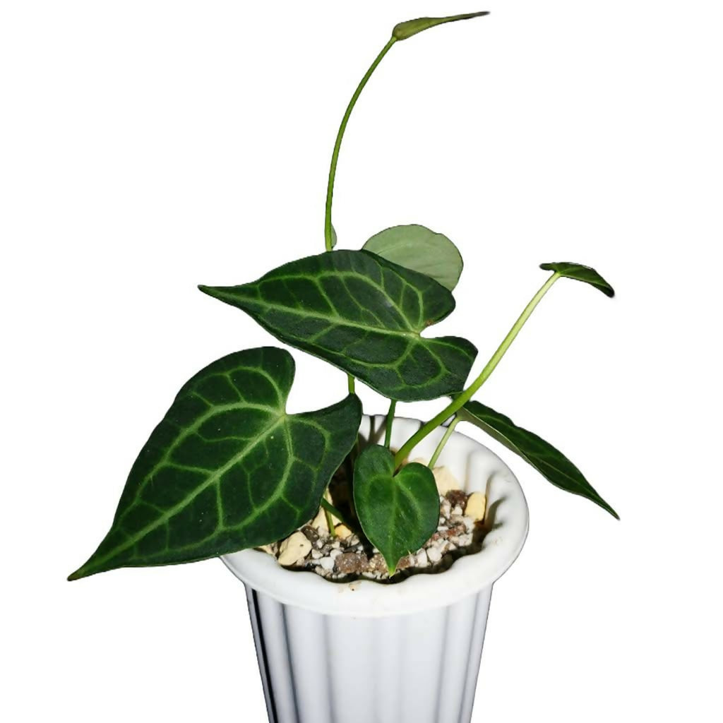 Anthurium 'King of Clarinervium' – Rare Velvet Foliage Plant - Aloevera Greens