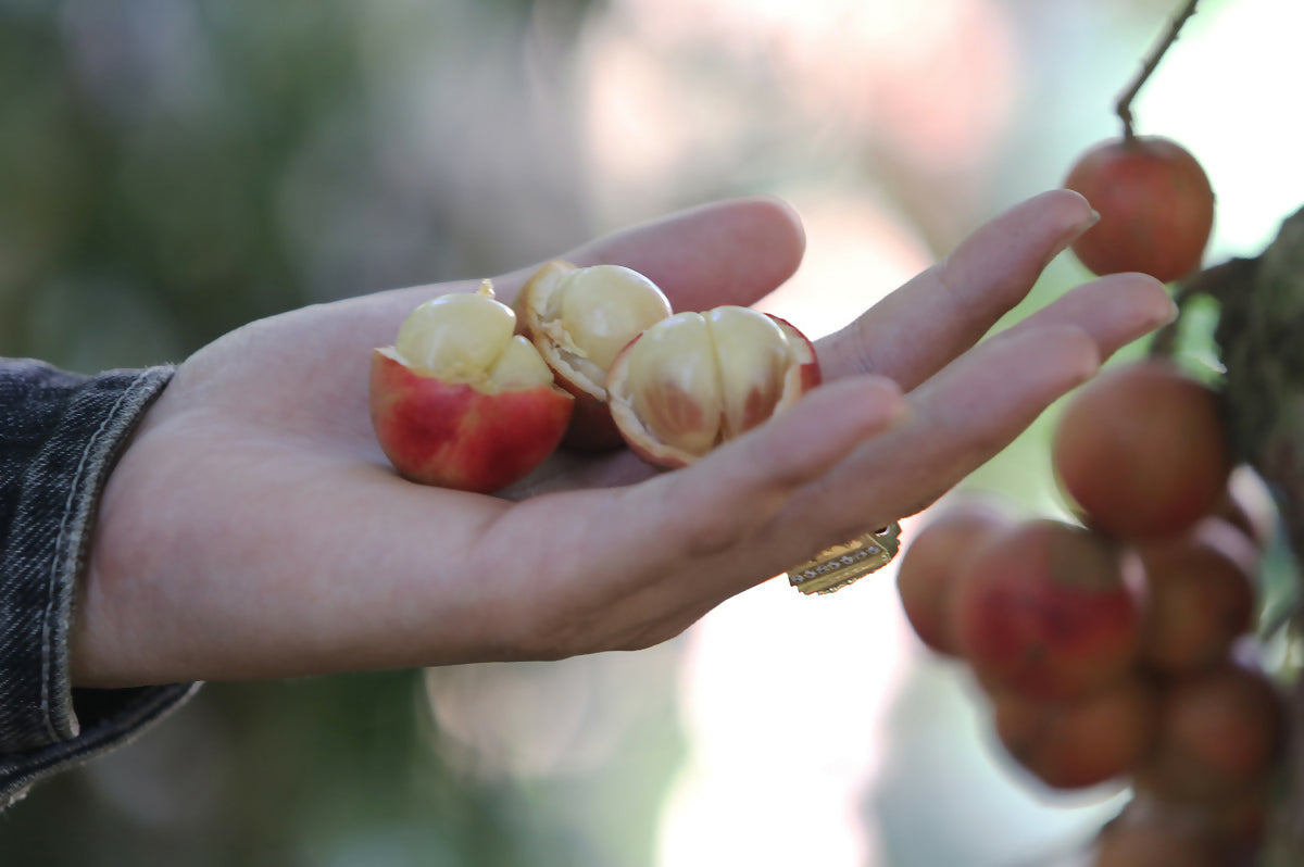 Mooty Fruit Plant (Baccaurea Courtallensis)