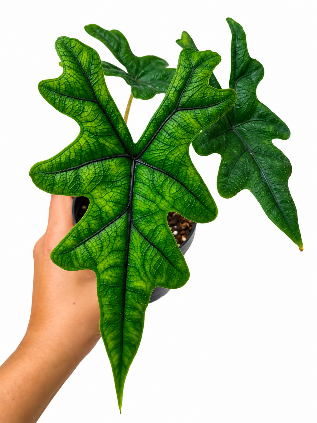 Alocasia Jacklyn sapling- Tropical house plant- The Lush Flora