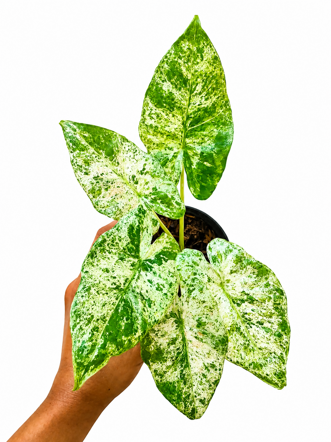 Alocasia Macrorrhiza Camouflage