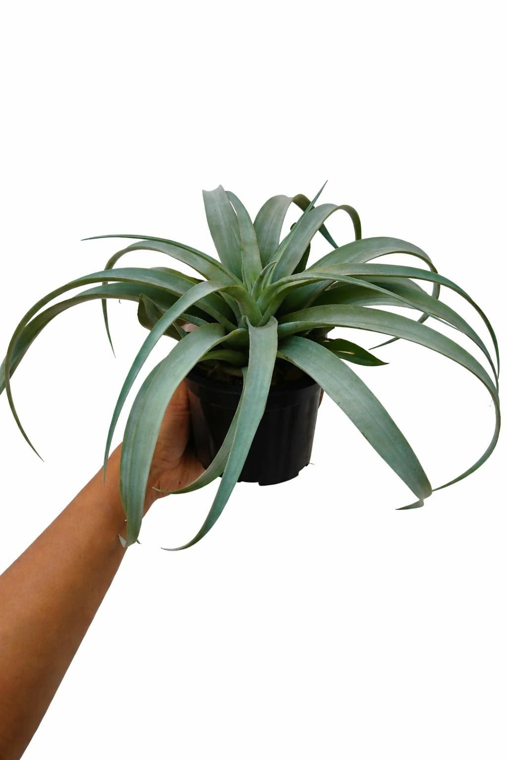 Tillandsia Capitata Silver Rose