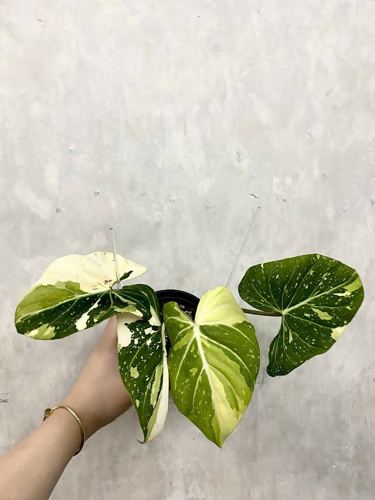 Philodendron Gloriosum Tricolour- Aloevera Greens