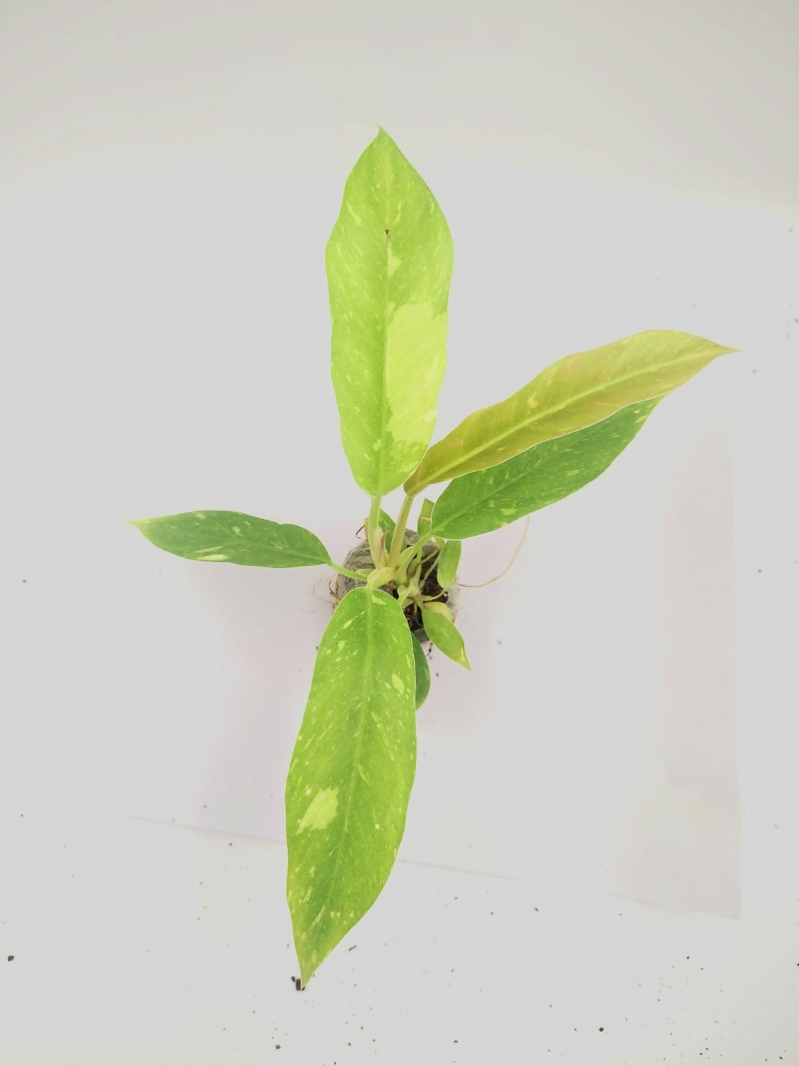 Philodendron Ring of Fire – TC Plant - Ethereal DNA