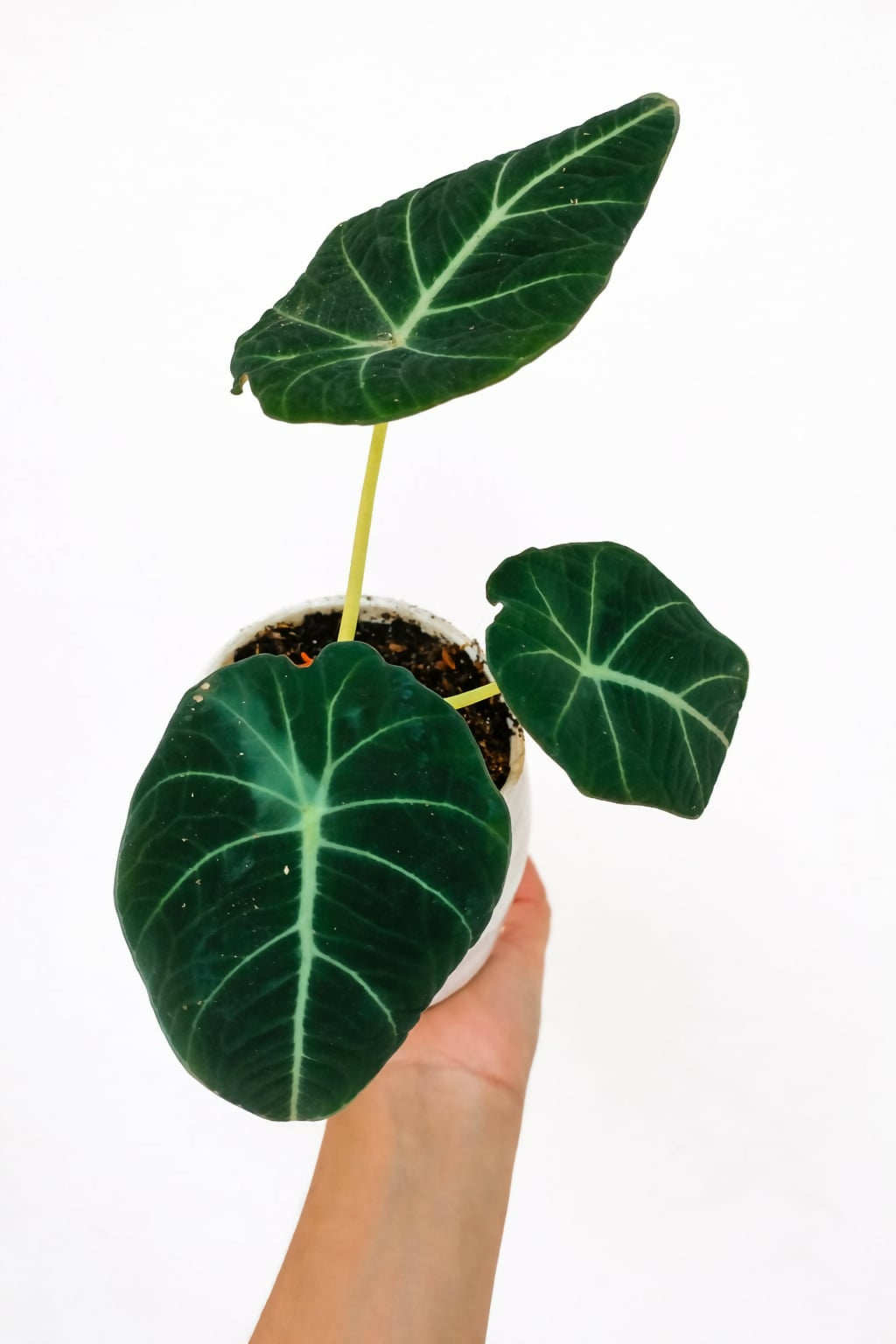 Alocasia Black Velvet