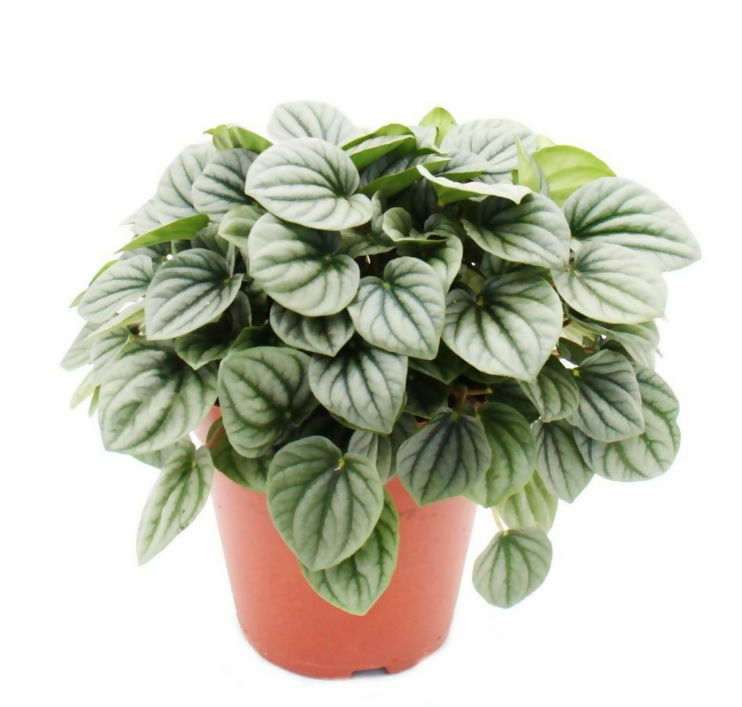 Peperomia ‘Moonlight'- Bushy indoor plant- The Lush Flora