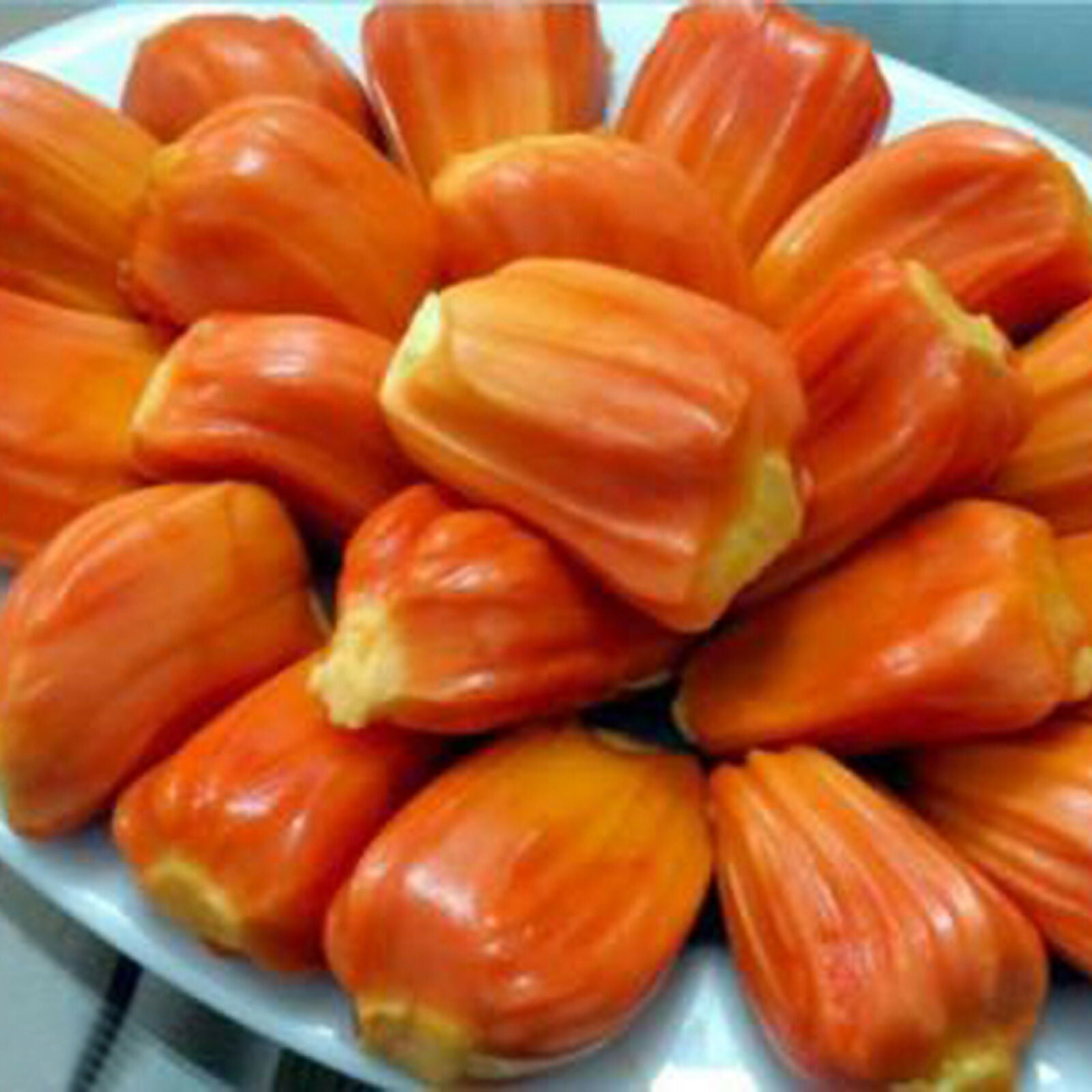 Daeng Suriya Jack Fruit Plant (Artocarpus heterophyllus)