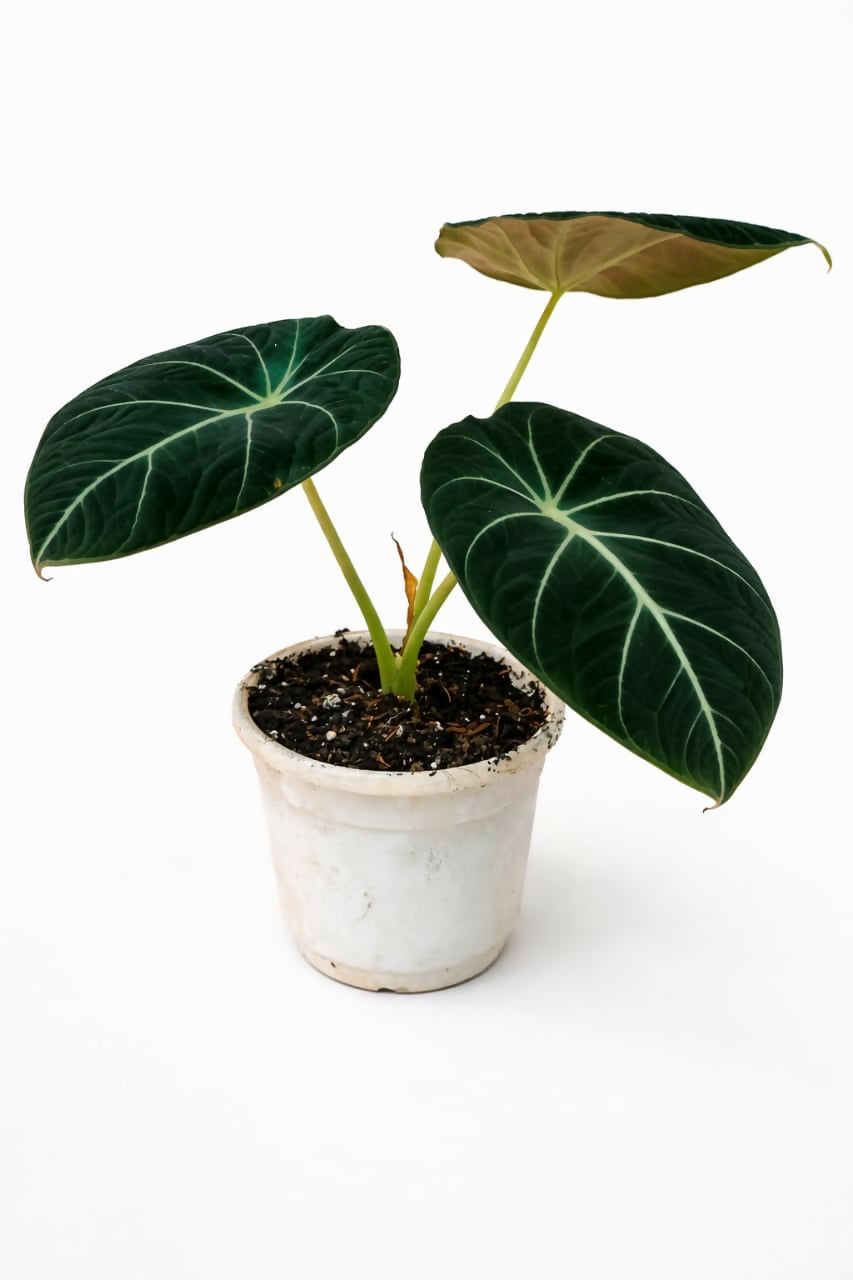Alocasia Black Velvet